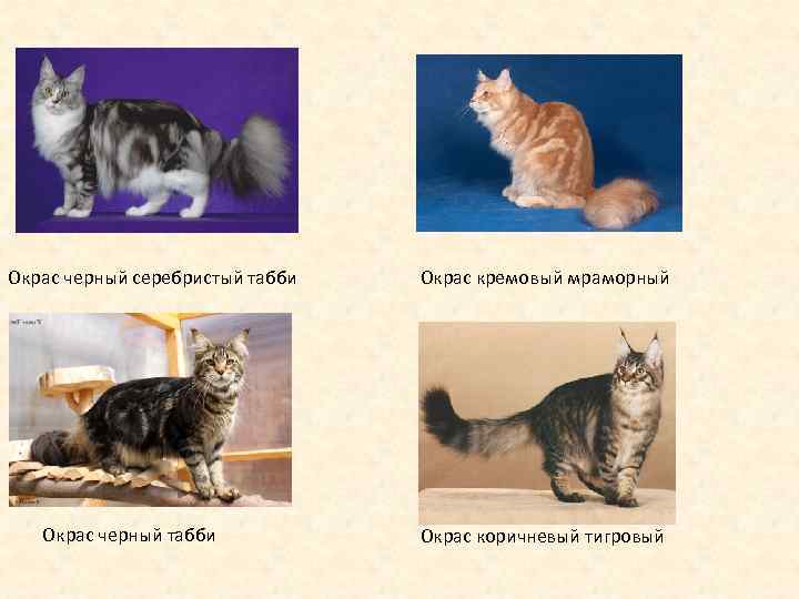 Окрас черный серебристый табби Окрас черный табби Окрас кремовый мраморный Окрас коричневый тигровый 