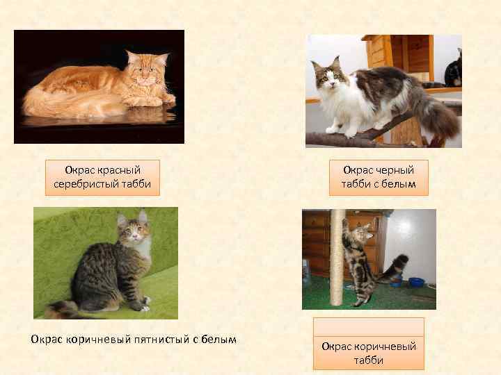 Окрасный серебристый табби Окрас коричневый пятнистый с белым Окрас черный табби с белым Окрас