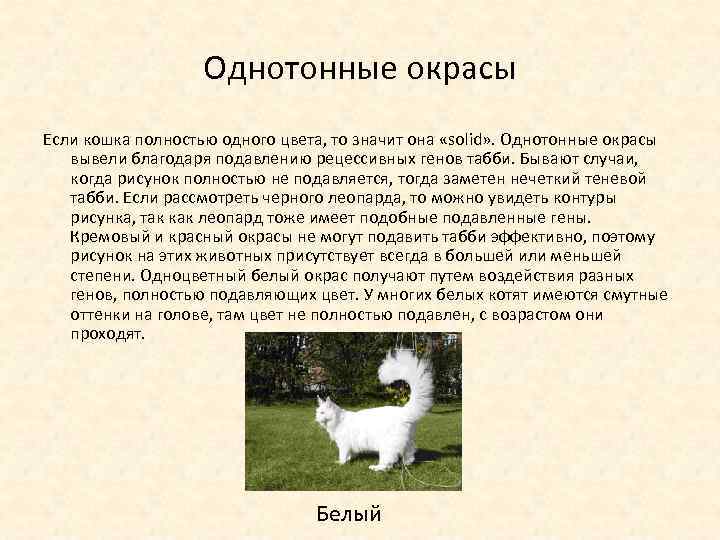 Однотонные окрасы Если кошка полностью одного цвета, то значит она «solid» . Однотонные окрасы