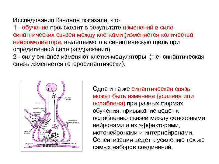 Схема нейрофизиологического механизма сеченовского торможения