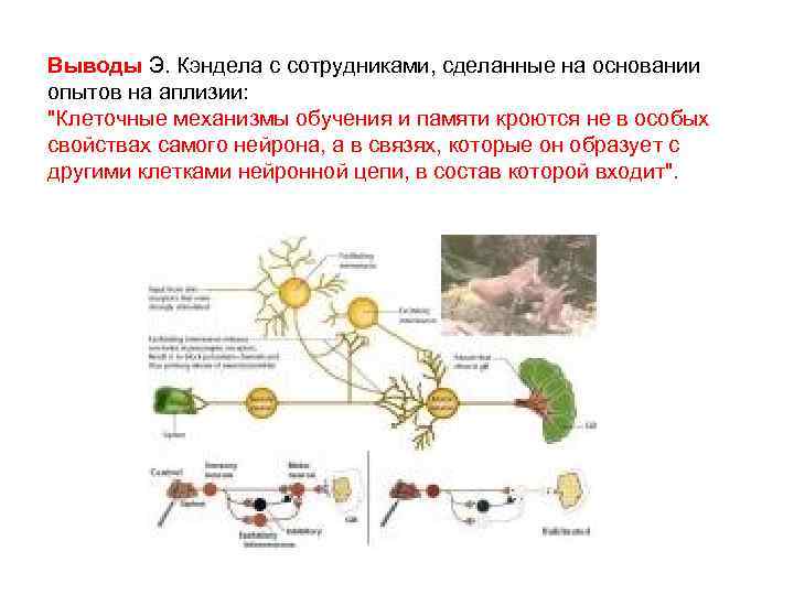 Выводы Э. Кэндела с сотрудниками, сделанные на основании опытов на аплизии: 