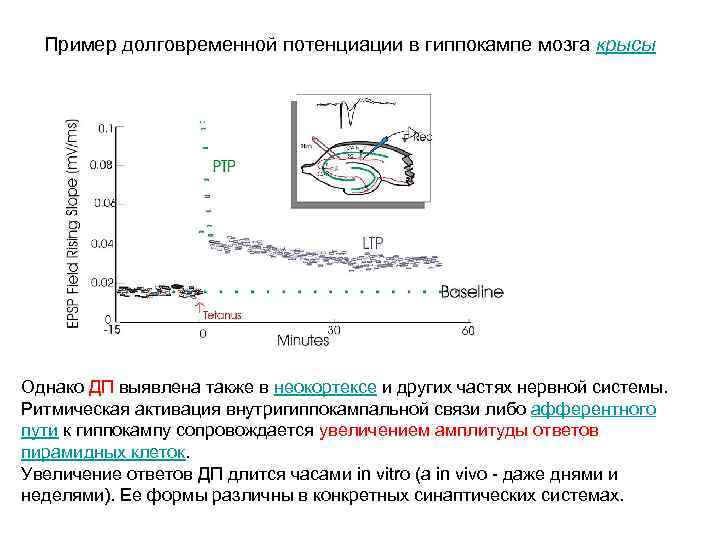 Пример долговременной потенциации в гиппокампе мозга крысы Однако ДП выявлена также в неокортексе и
