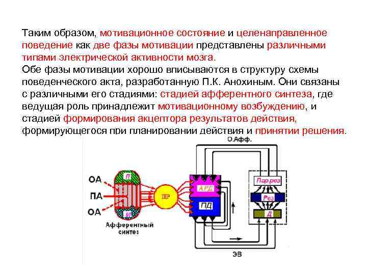 Таким образом, мотивационное состояние и целенаправленное поведение как две фазы мотивации представлены различными типами