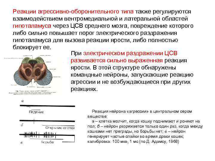 Реакции агрессивно-оборонительного типа также регулируются взаимодействием вентромедиальной и латеральной областей гипоталамуса через ЦСВ среднего