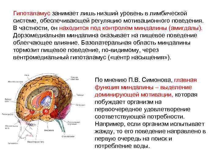 Каким образом занимали. Лимбическая система функции в формировании эмоции. Формирование эмоций и мотиваций гипоталамус. Гипоталамус латеральный роль в мотивационном поведении. Роль гипоталамуса в формировании эмоций.