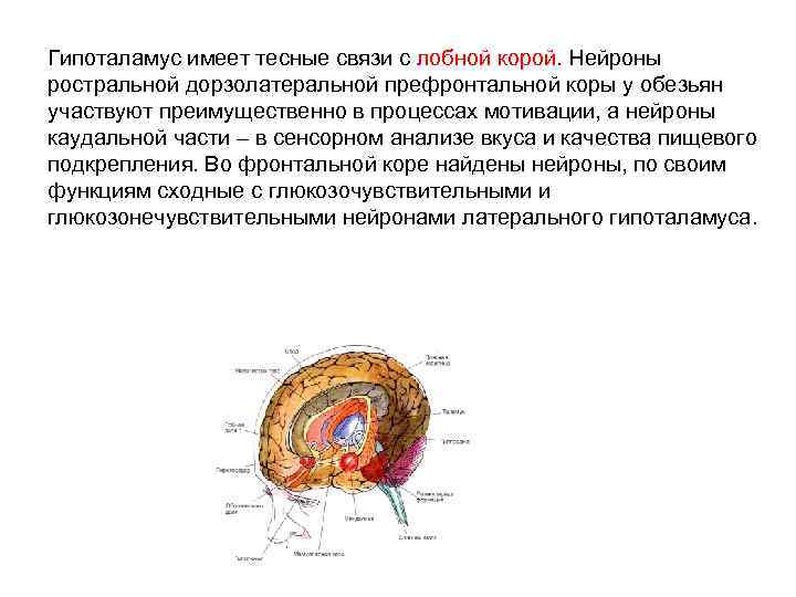 Гипоталамус имеет тесные связи с лобной корой. Нейроны ростральной дорзолатеральной префронтальной коры у обезьян