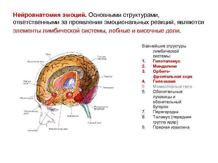 Нейрохимия сна презентация