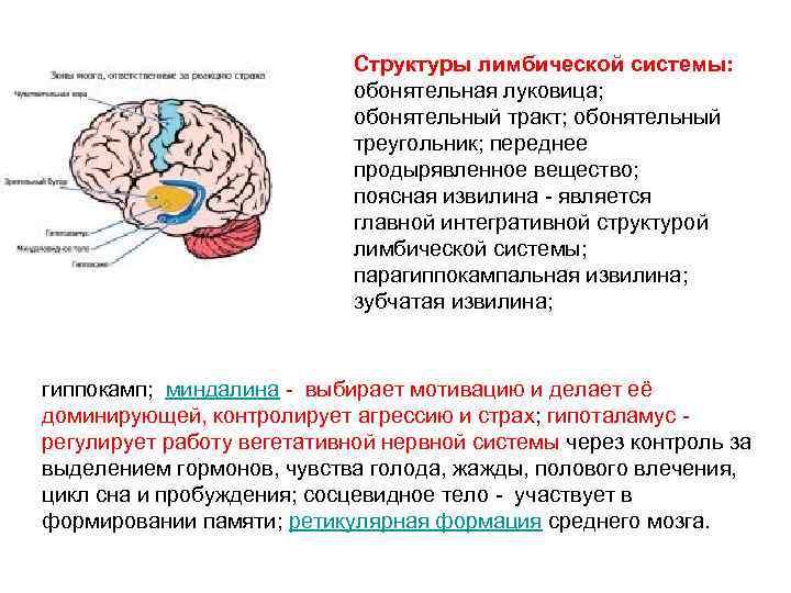 Структуры лимбической системы: обонятельная луковица; обонятельный тракт; обонятельный треугольник; переднее продырявленное вещество; поясная извилина