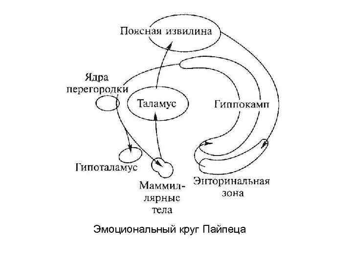 Эмоциональный круг Пайпеца 