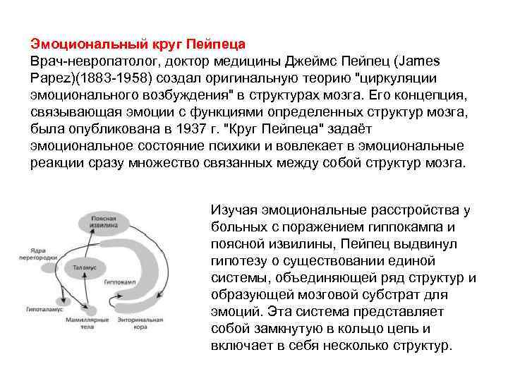 Эмоциональный круг Пейпеца Врач-невропатолог, доктор медицины Джеймс Пейпец (James Papez)(1883 -1958) создал оригинальную теорию