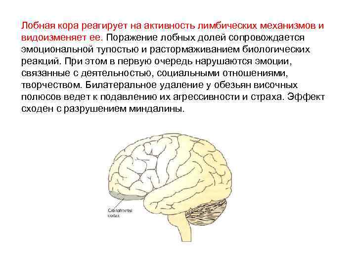 Поражение коры. Префронтальная кора и лобная доля. Лобная кора. Кора лобных долей. Поражение лобной доли.