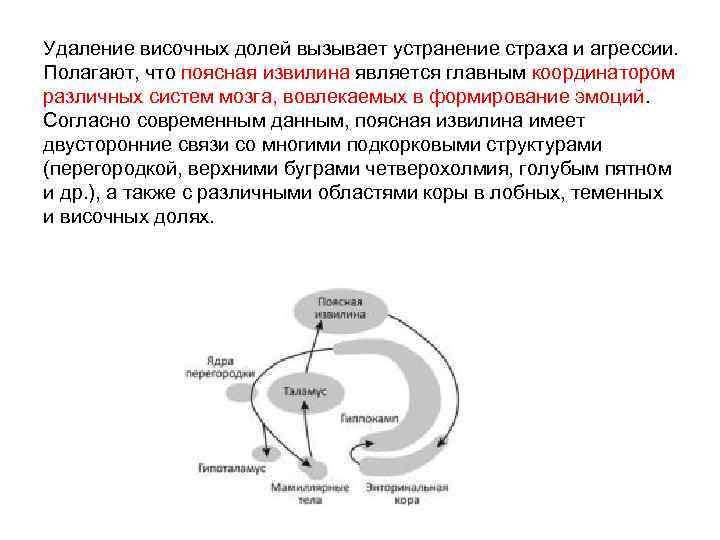 Удаление височных долей вызывает устранение страха и агрессии. Полагают, что поясная извилина является главным