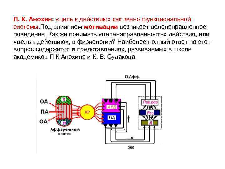 П. К. Анохин: «цель к действию» как звено функциональной системы. Под влиянием мотивации возникает