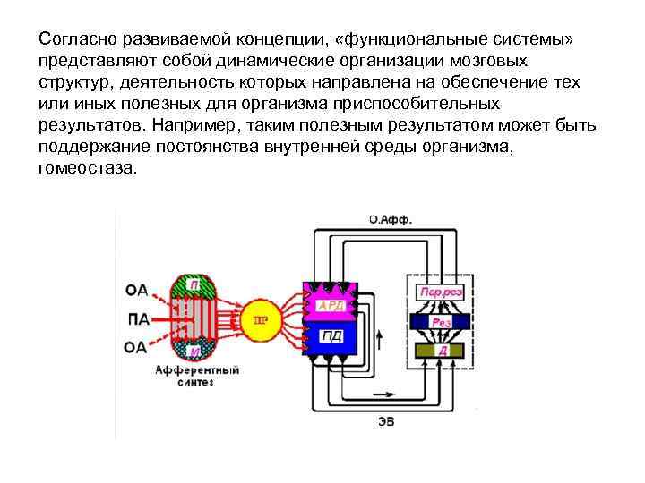 Согласно развиваемой концепции, «функциональные системы» представляют собой динамические организации мозговых структур, деятельность которых направлена