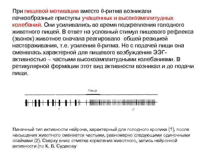 При пищевой мотивации вместо -ритма возникали пачкообразные приступы учащенных и высокоамплитудных колебаний. Они усиливались