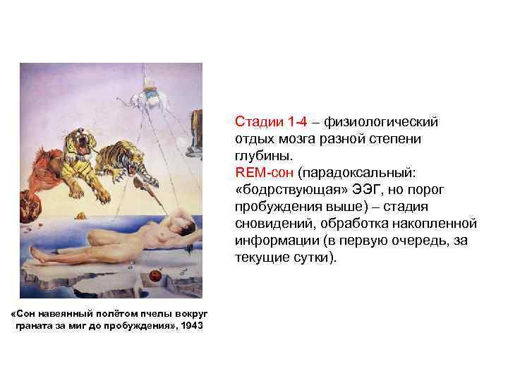 Стадии 1 -4 – физиологический отдых мозга разной степени глубины. REM-сон (парадоксальный: «бодрствующая» ЭЭГ,