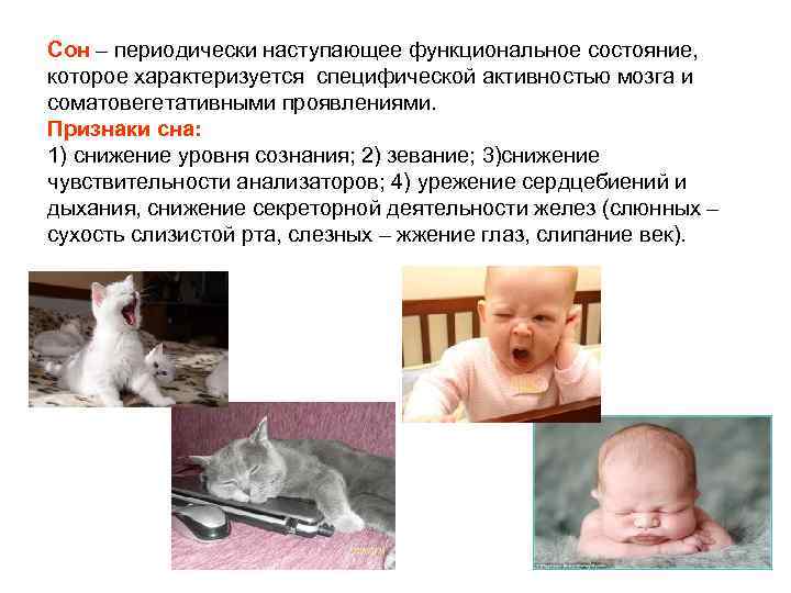 Сон – периодически наступающее функциональное состояние, которое характеризуется специфической активностью мозга и соматовегетативными проявлениями.