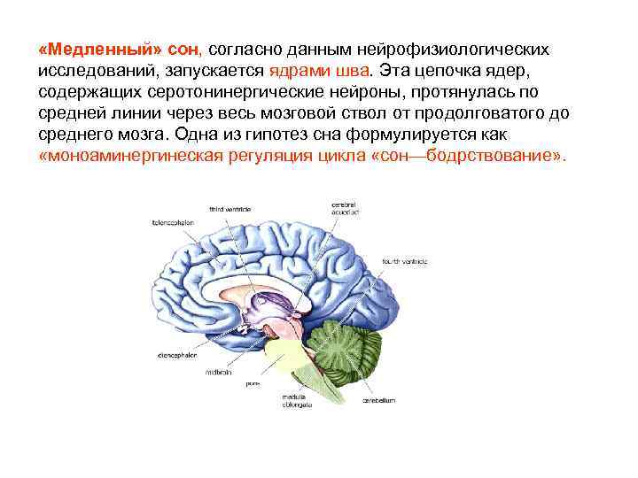 Сон и нервная система