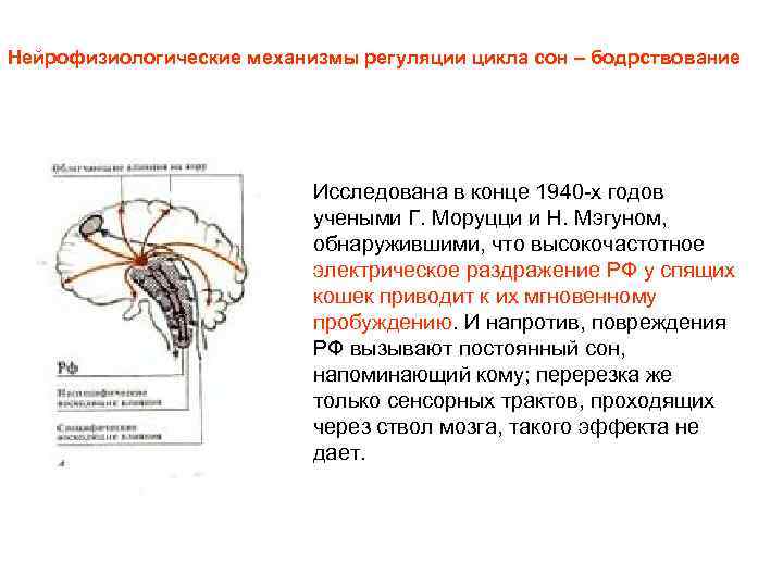 Нейрофизиологические механизмы регуляции цикла сон – бодрствование Исследована в конце 1940 -х годов учеными