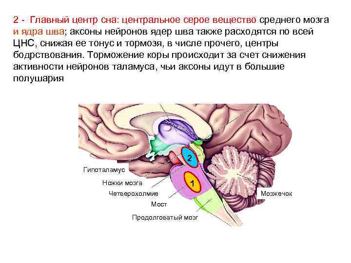 Центр сна