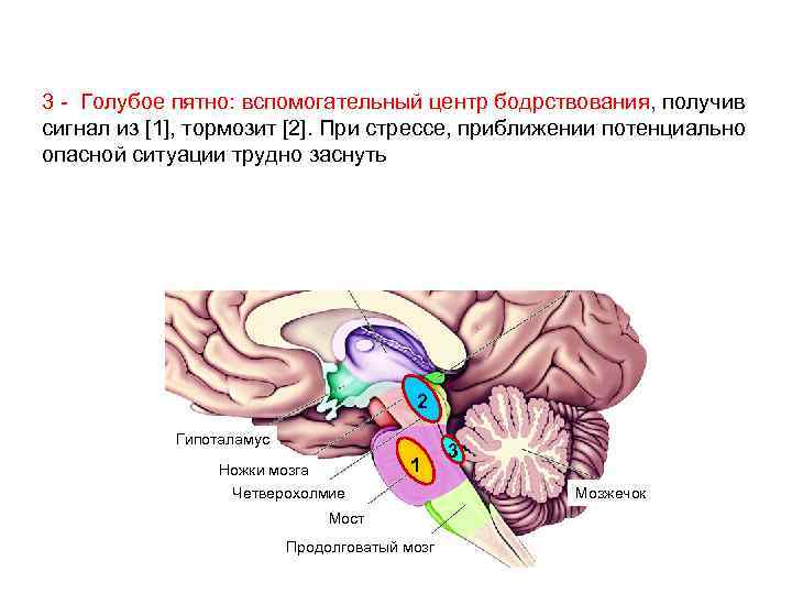 3 - Голубое пятно: вспомогательный центр бодрствования, получив сигнал из [1], тормозит [2]. При