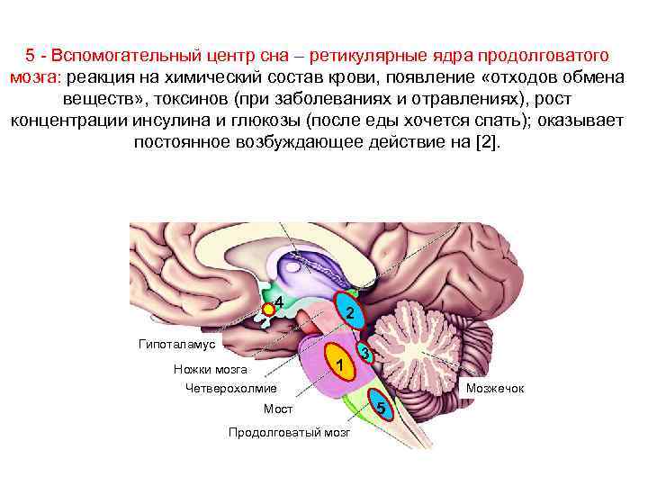 Центр сна в мозге