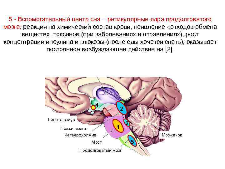 Центр сна мозга