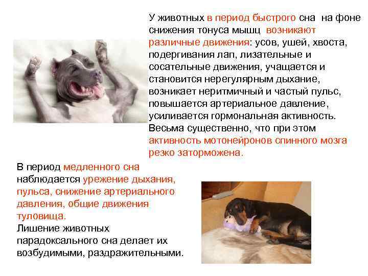 У животных в период быстрого сна на фоне снижения тонуса мышц возникают различные движения: