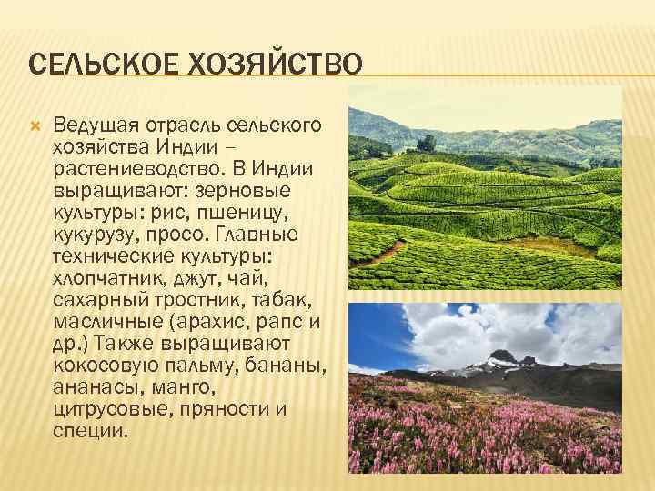 СЕЛЬСКОЕ ХОЗЯЙСТВО Ведущая отрасль сельского хозяйства Индии – растениеводство. В Индии выращивают: зерновые культуры: