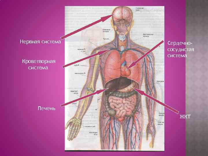 Дыхательная система человека схема. Кроветворная система человека. Кроветворная функция скелета.