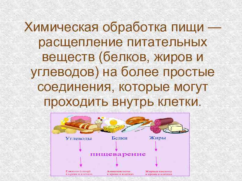 Химическая обработка пищи — расщепление питательных веществ (белков, жиров и углеводов) на более простые