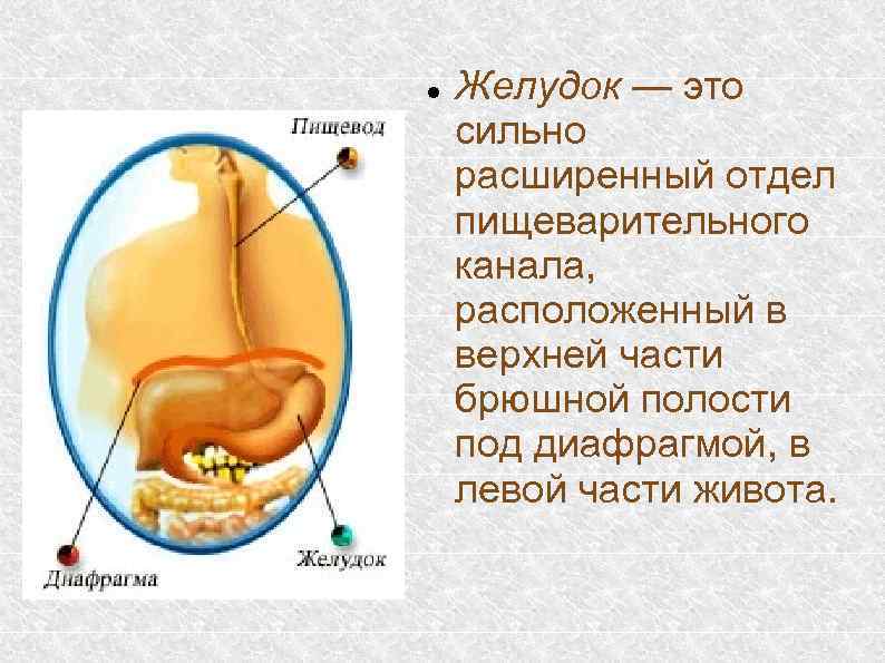 Желудок вышел. Расширенный отдел пищеварительного канала. Желудок расположен под диафрагмой. Желудок это расширенная часть пищеварительного канала.