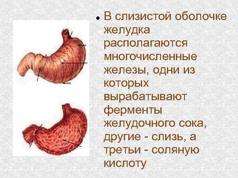  В слизистой оболочке желудка располагаются многочисленные железы, одни из которых вырабатывают ферменты желудочного