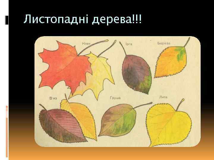 Листопадні дерева!!! 