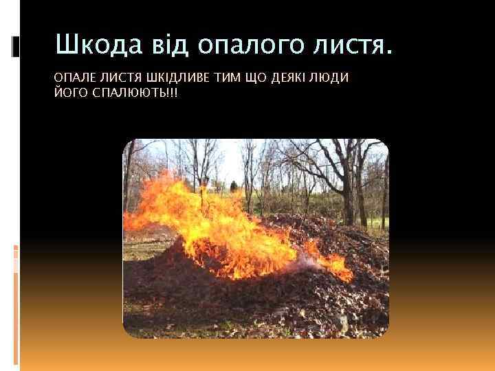 Шкода від опалого листя. ОПАЛЕ ЛИСТЯ ШКІДЛИВЕ ТИМ ЩО ДЕЯКІ ЛЮДИ ЙОГО СПАЛЮЮТЬ!!! 