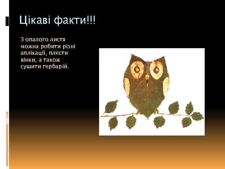 Цікаві факти!!! З опалого листя можна робити різні аплікації, плести вінки, а також сушити
