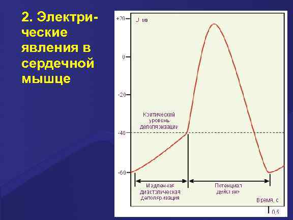 2. Электрические явления в сердечной мышце 
