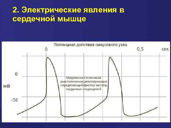2. Электрические явления в сердечной мышце 