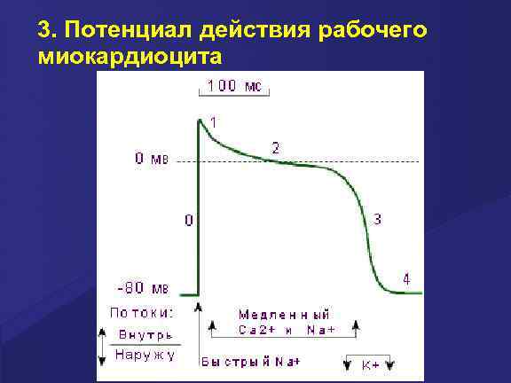 3. Потенциал действия рабочего миокардиоцита 