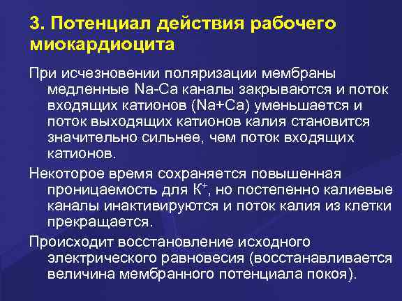 3. Потенциал действия рабочего миокардиоцита При исчезновении поляризации мембраны медленные Na-Ca каналы закрываются и