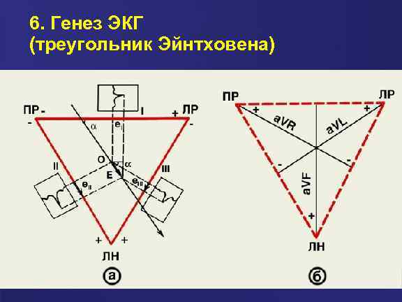 6. Генез ЭКГ (треугольник Эйнтховена) 