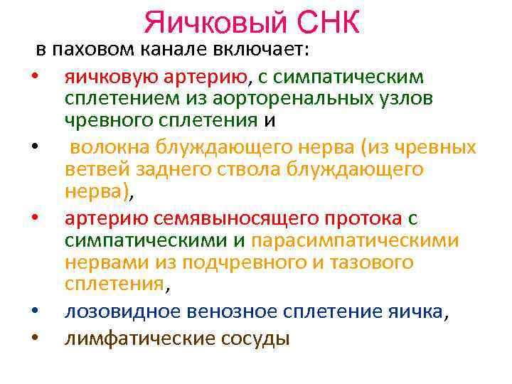 Яичковый СНК в паховом канале включает: • яичковую артерию, с симпатическим сплетением из аорторенальных