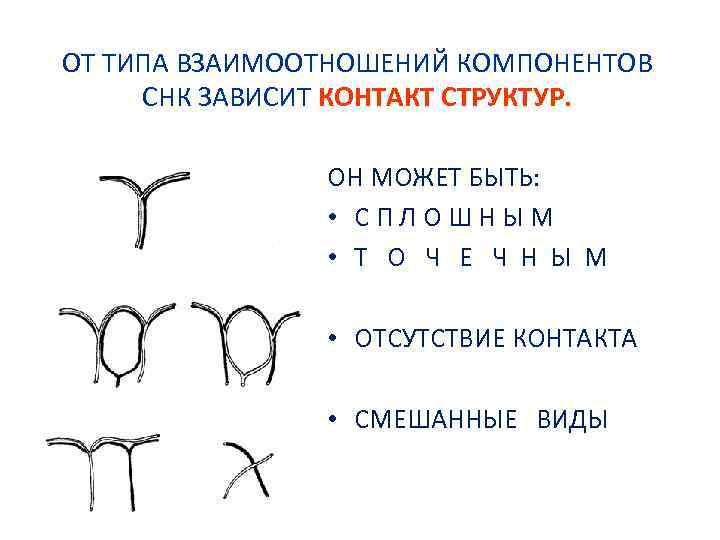 ОТ ТИПА ВЗАИМООТНОШЕНИЙ КОМПОНЕНТОВ СНК ЗАВИСИТ КОНТАКТ СТРУКТУР. ОН МОЖЕТ БЫТЬ: • СПЛОШНЫМ •