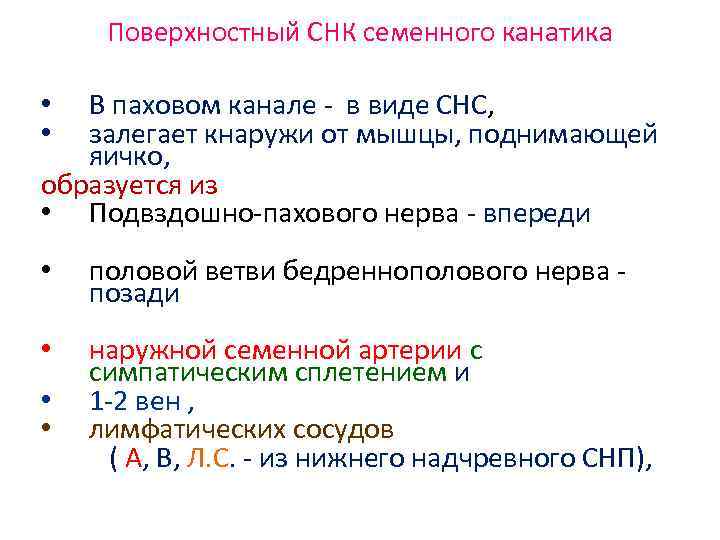 Поверхностный СНК семенного канатика В паховом канале - в виде СНС, залегает кнаружи от