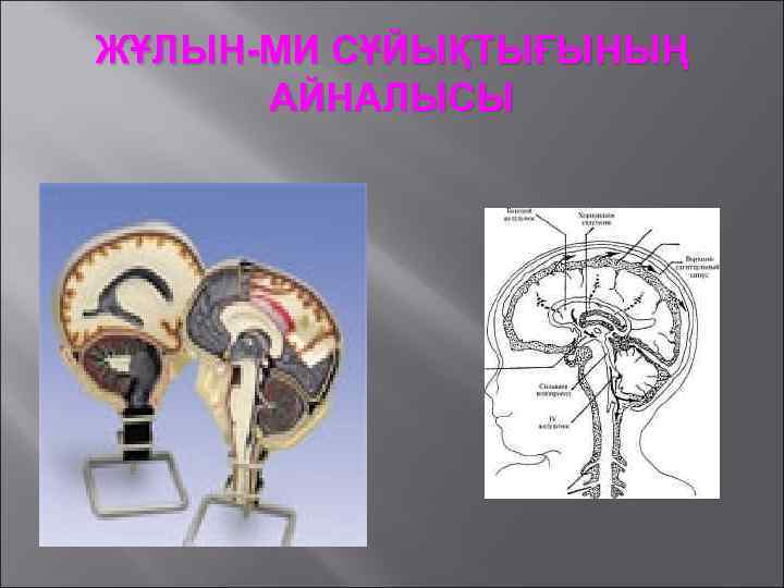 ЖҰЛЫН-МИ СҰЙЫҚТЫҒЫНЫҢ АЙНАЛЫСЫ 