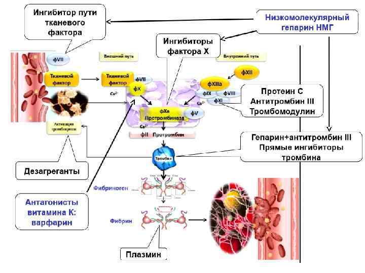 Варфарин тромбоз. Тромбомодулин ингибирует факторы. Тканевой фактор. Ингибитор пути тканевого фактора. Ингибирует образование тромбина.