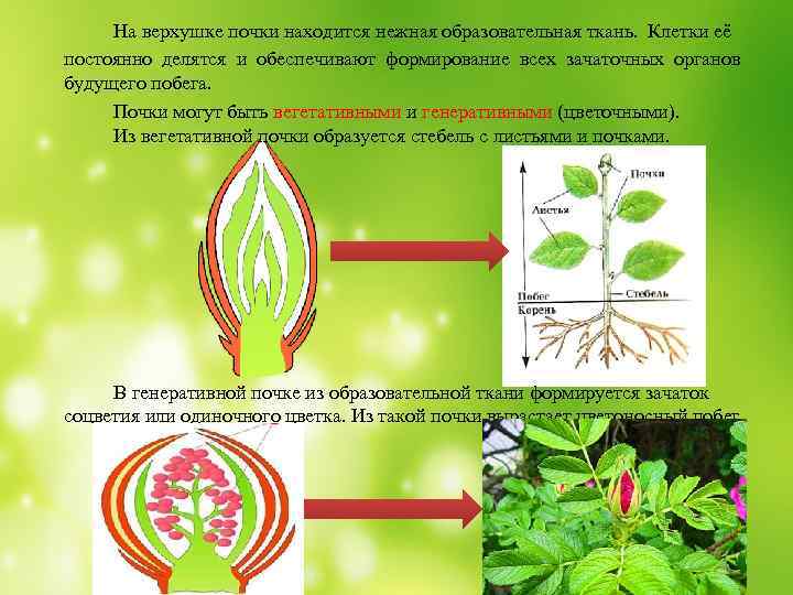 На верхушке почки находится нежная образовательная ткань. Клетки её постоянно делятся и обеспечивают формирование