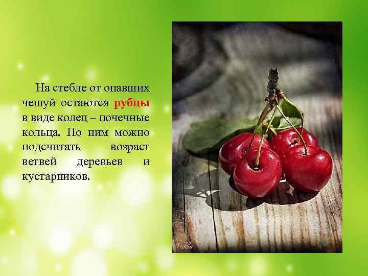 На стебле от опавших чешуй остаются рубцы в виде колец – почечные кольца. По