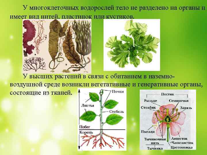 Генеративные водоросли. Органы высших растений. Водоросли имеют органы. Системы органов растений. Водоросли органы растения.