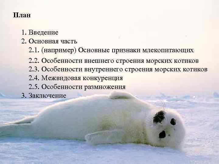 План 1. Введение 2. Основная часть 2. 1. (например) Основные признаки млекопитающих 2. 2.